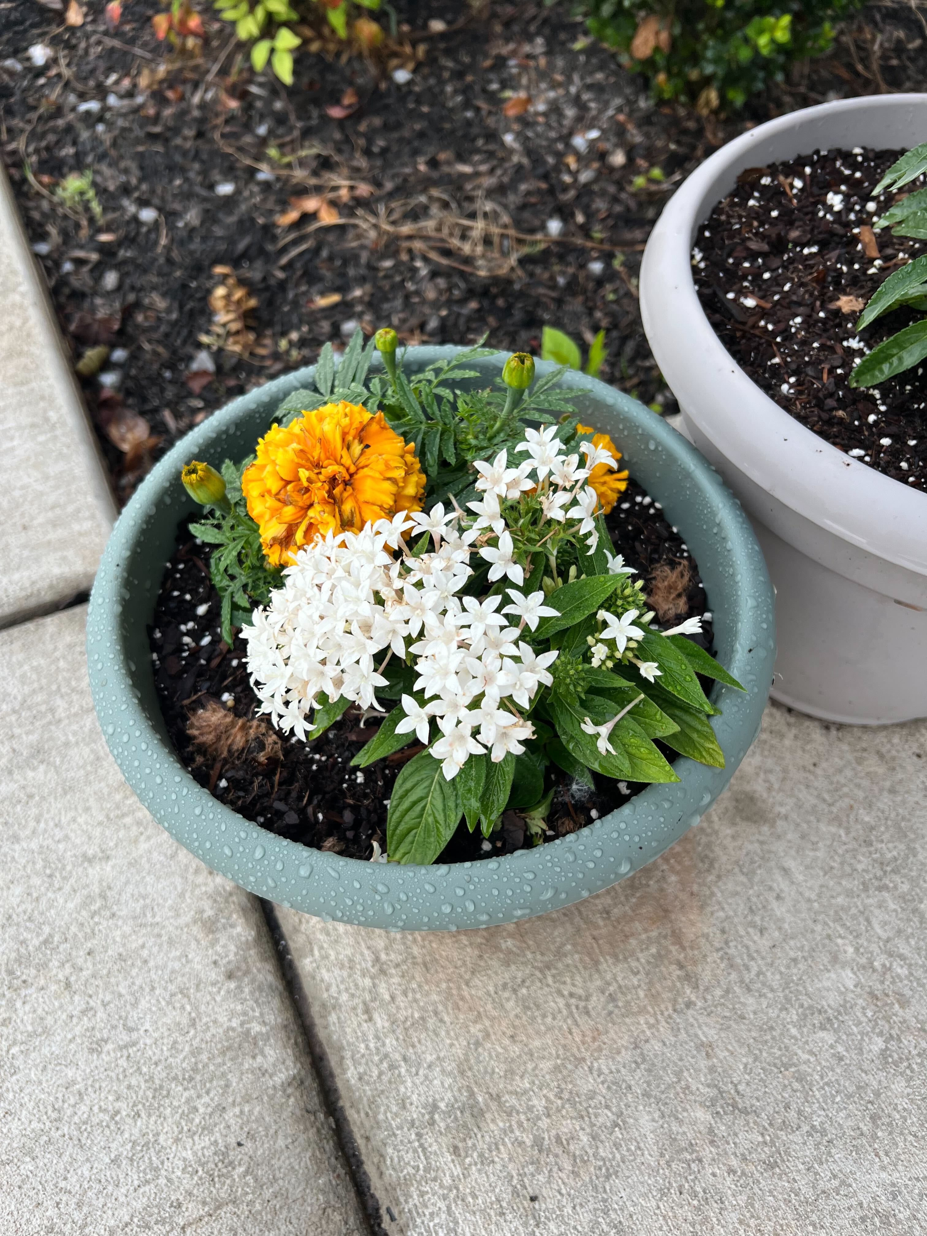 Yellow marigolds and white Egyptian starflower blooming