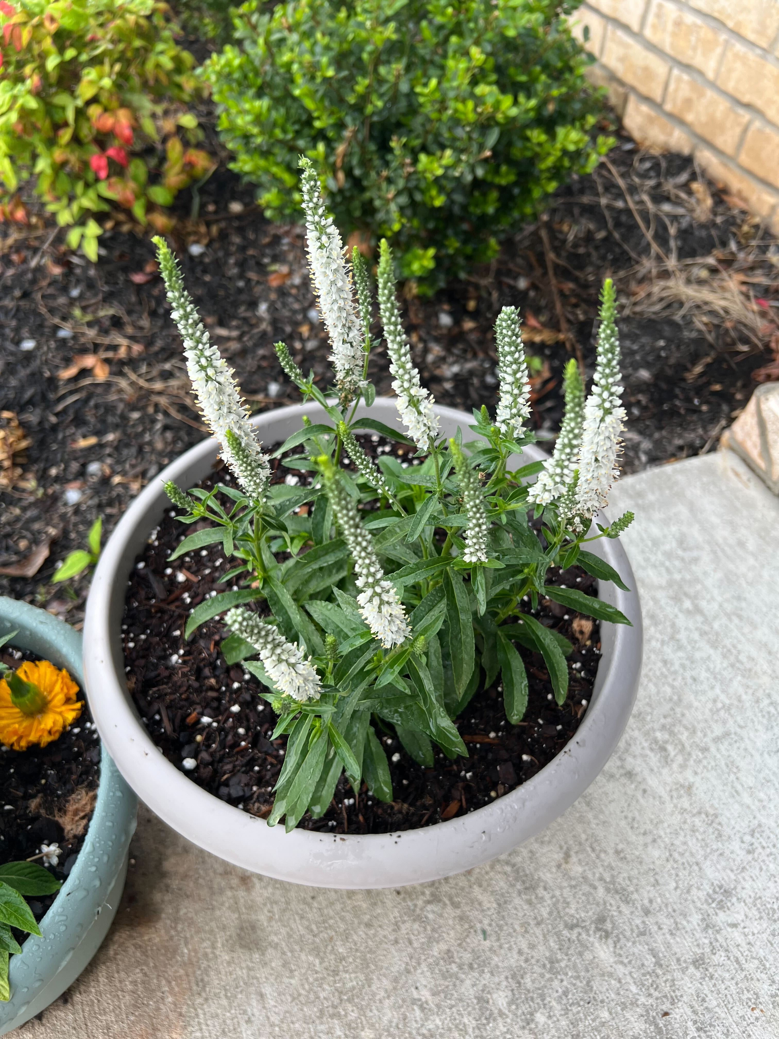 White veronica blooming