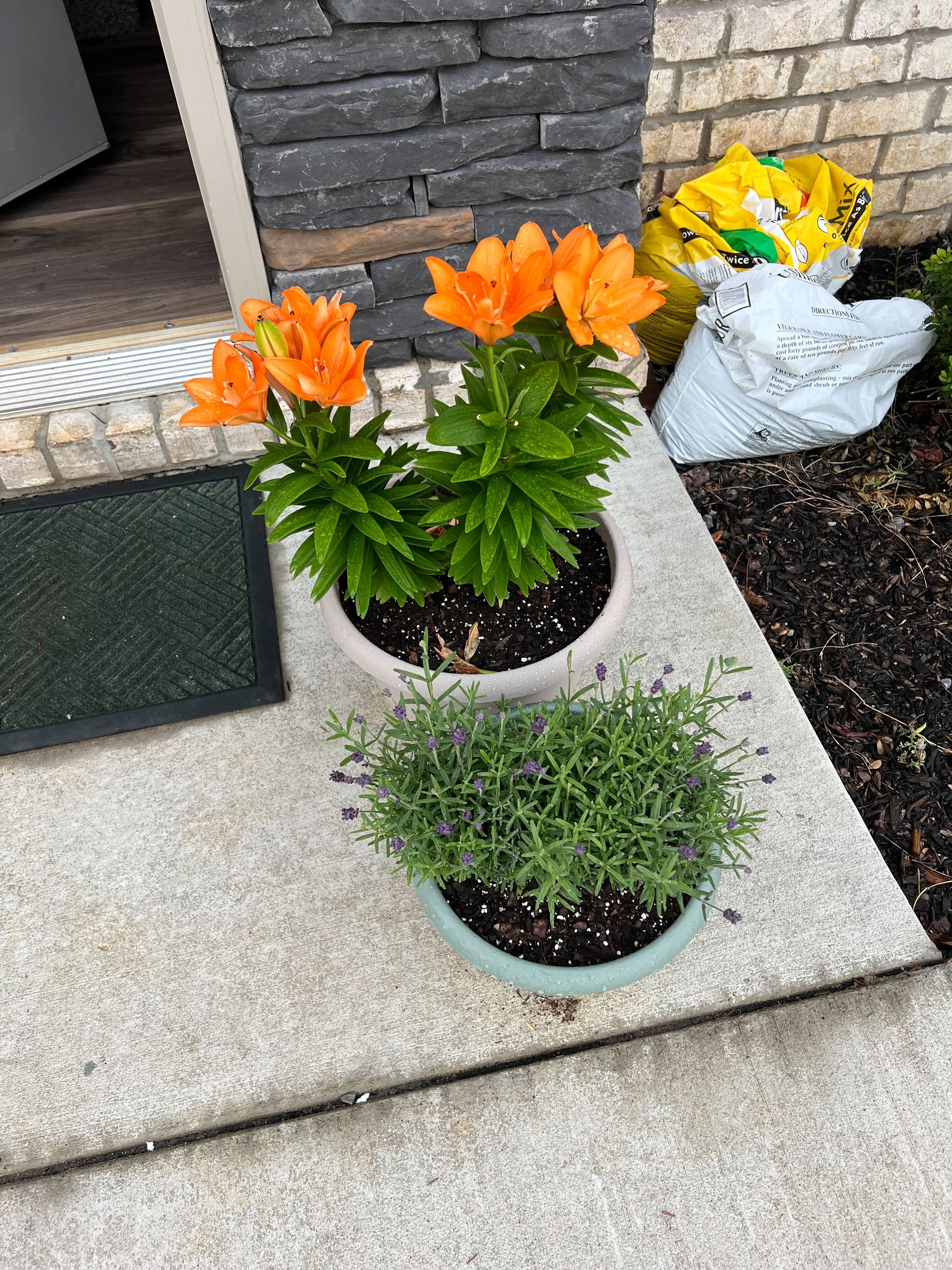 Orange lilies and lavender blooming